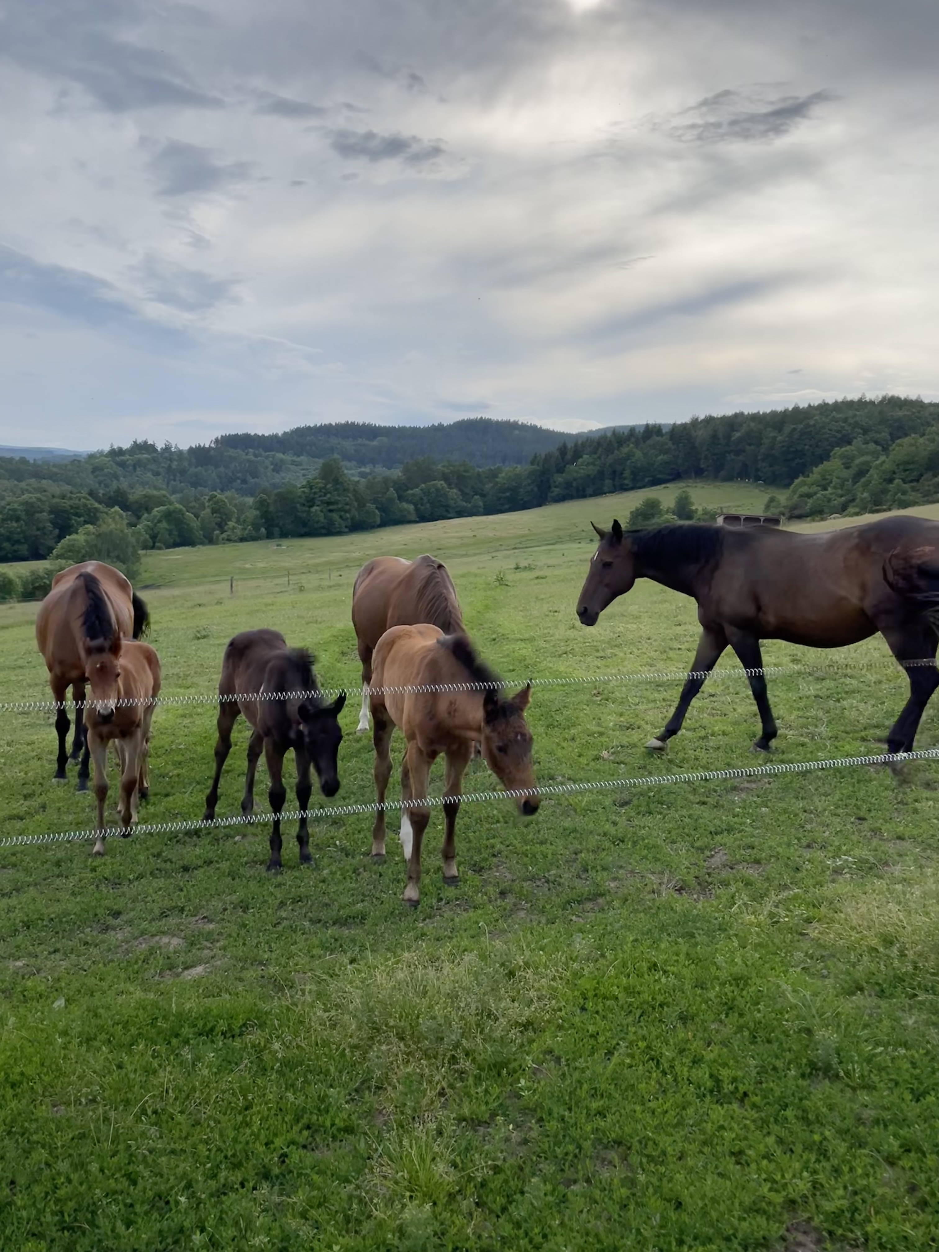 Rockero on pasture