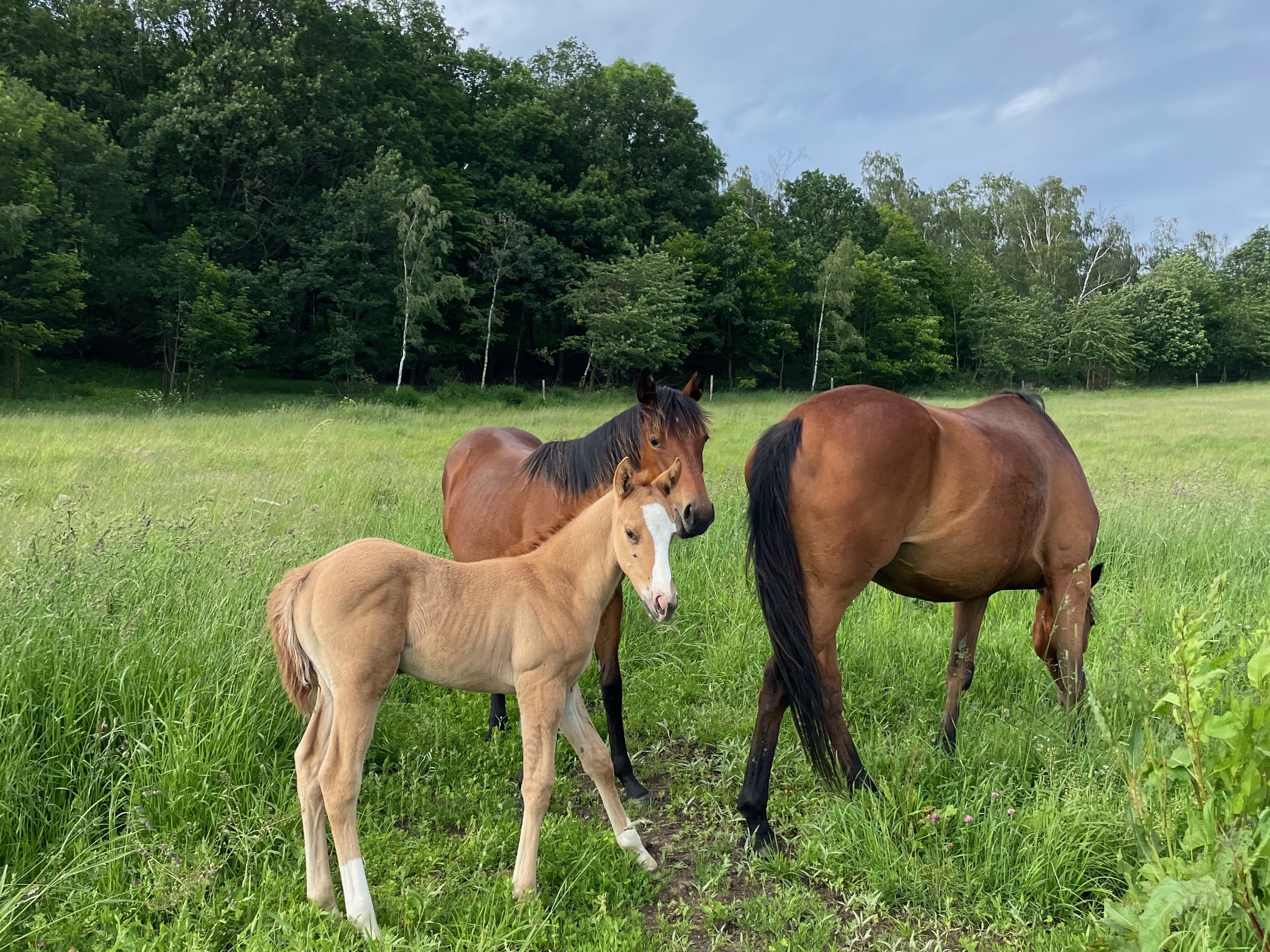 Rockero on pasture