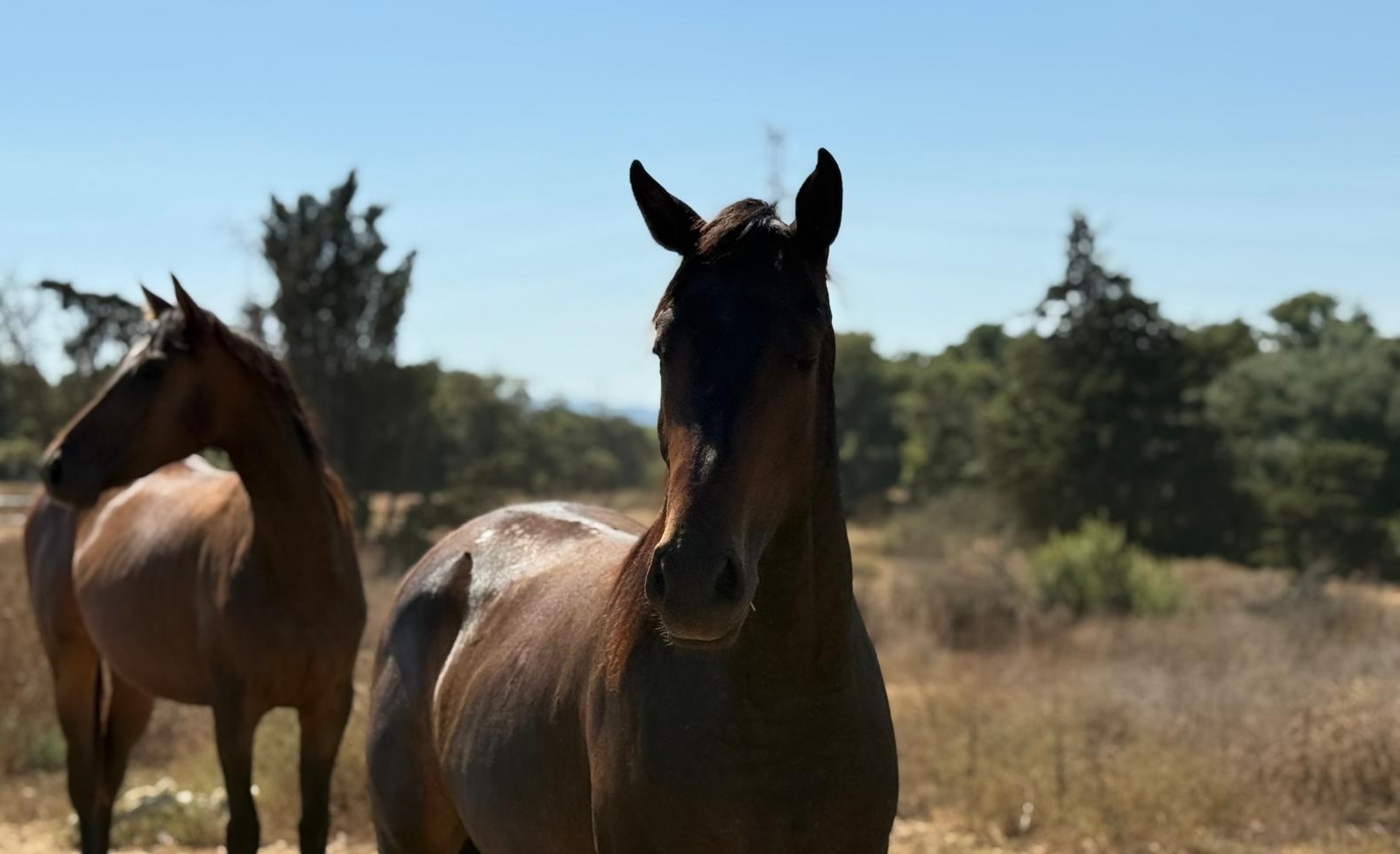 Stud Horse