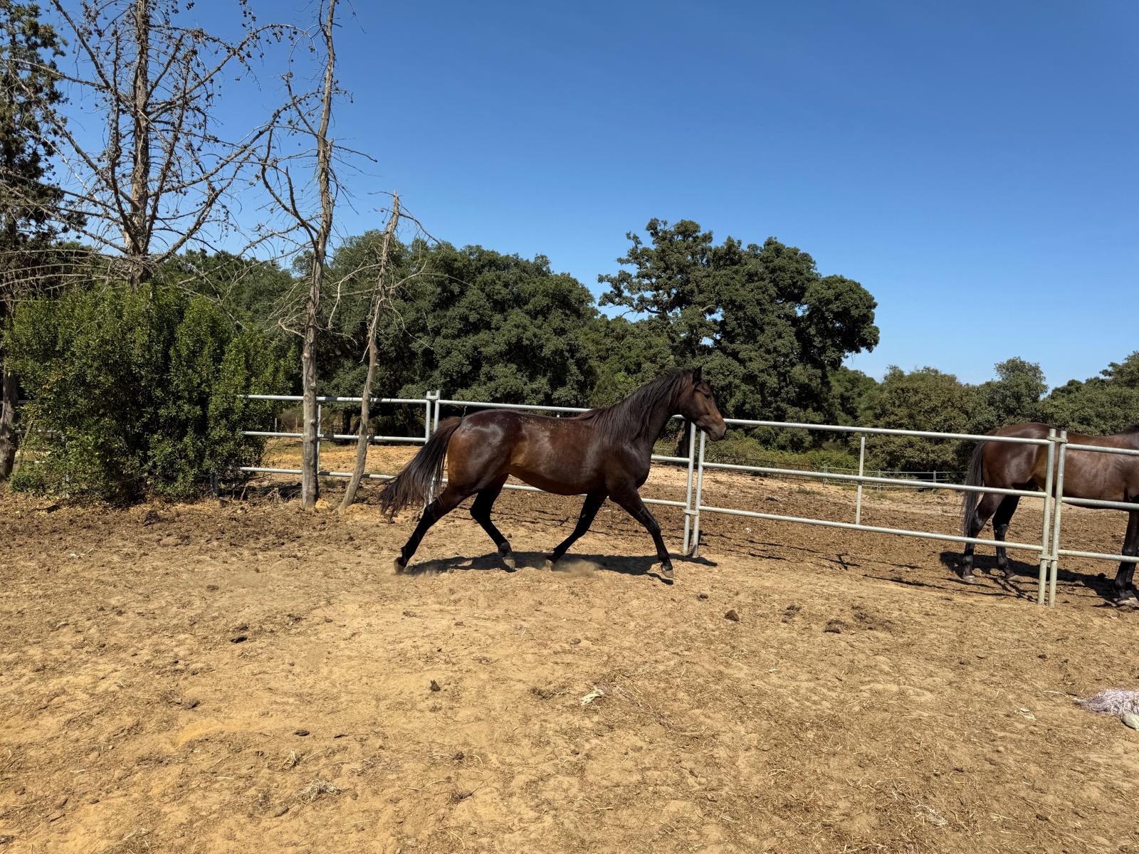 Rockero with mare